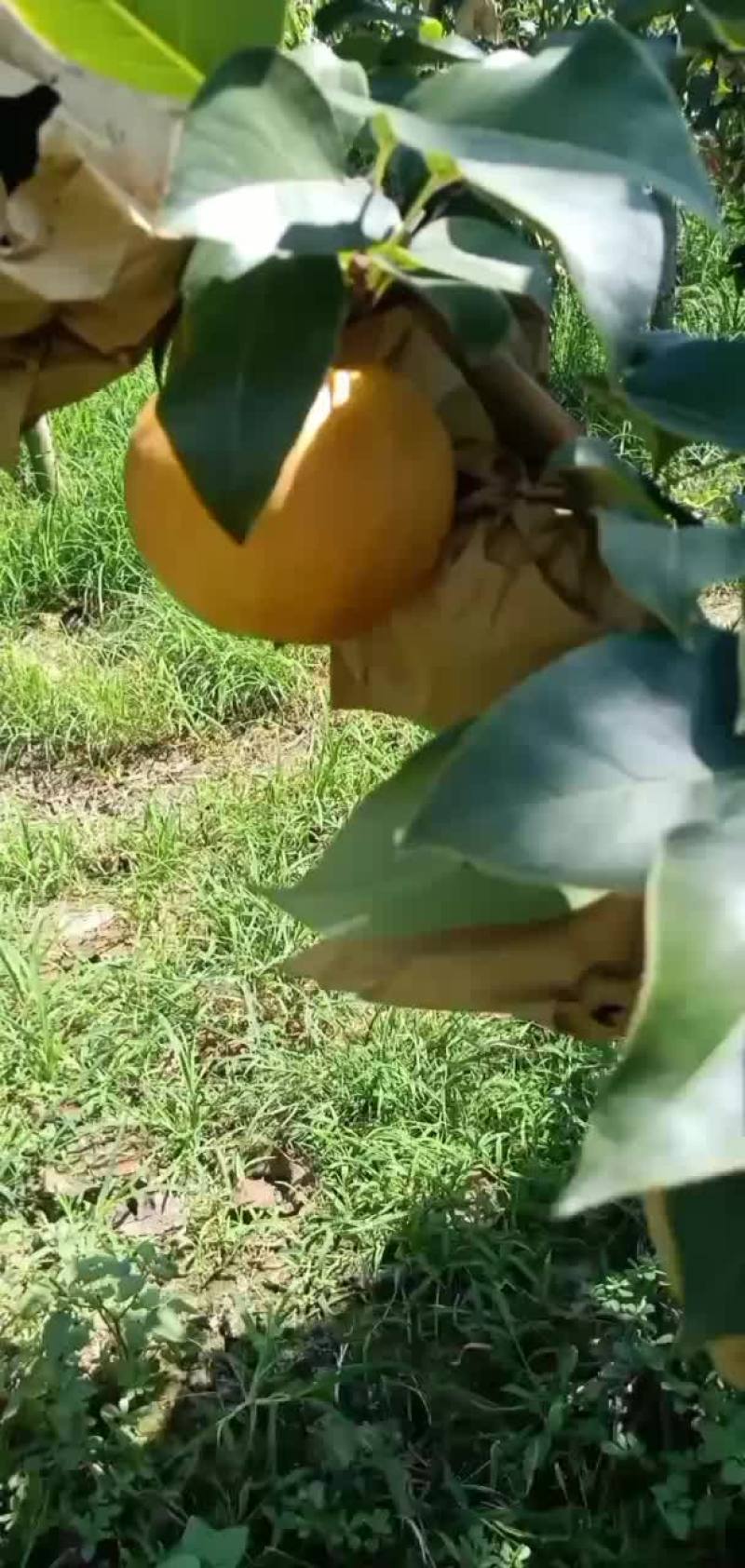 晚秋黄梨