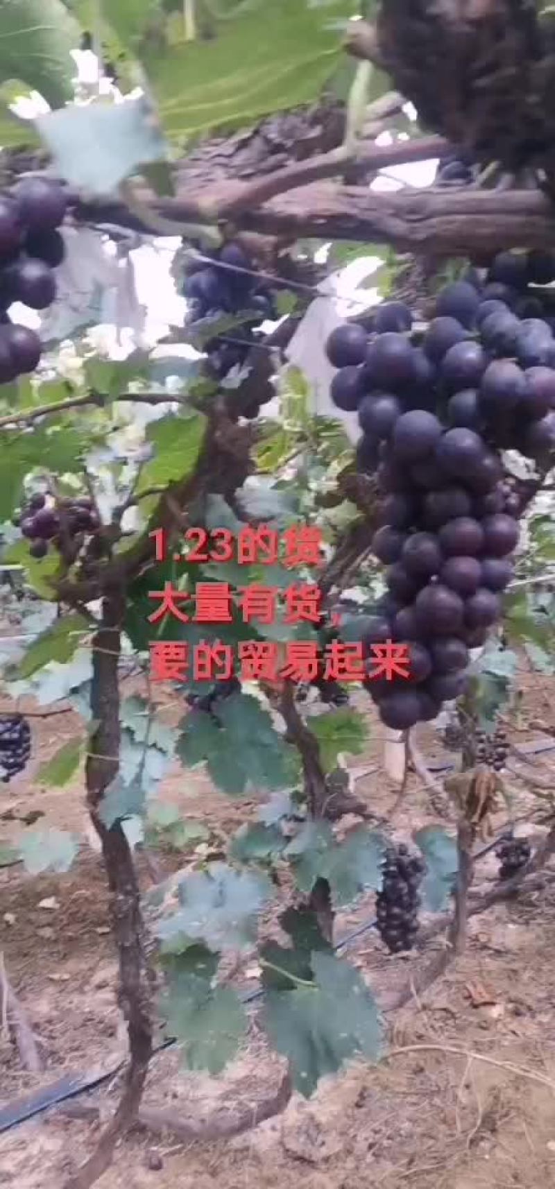 盖县巨峰葡萄价位冰点大串大粒一手货源1.2