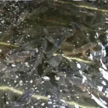 鲤鱼