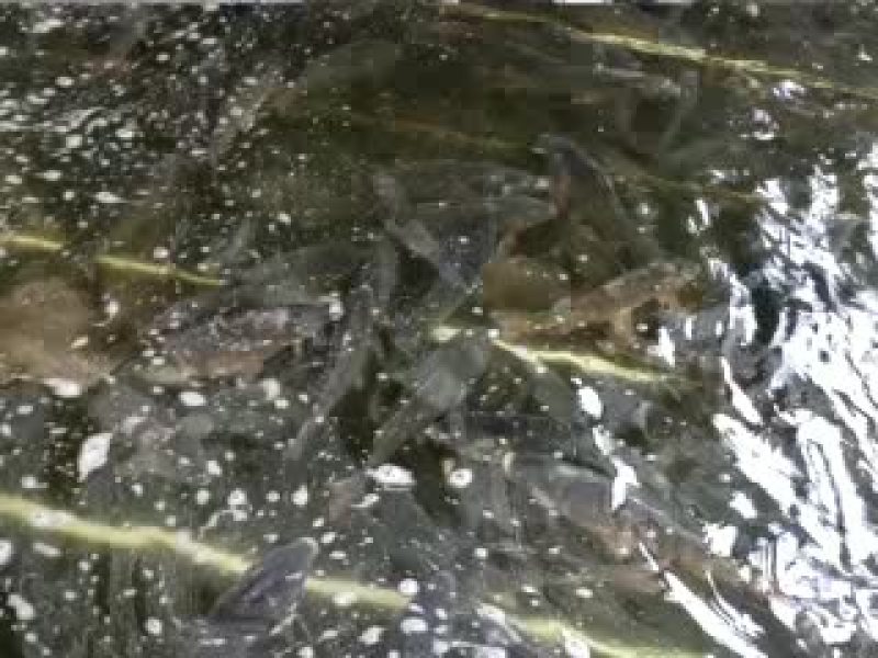 鲤鱼