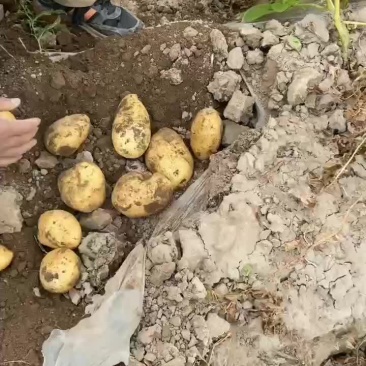 甘肃白银会宁旱地土豆