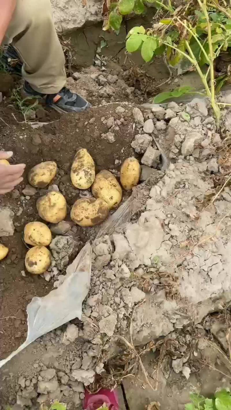 甘肃白银会宁旱地土豆