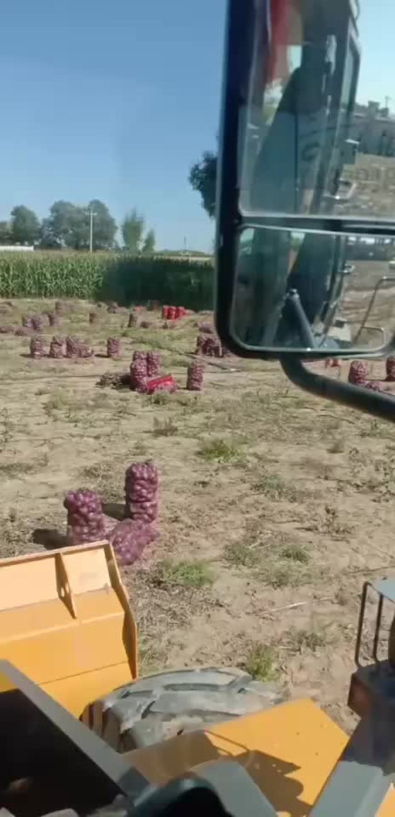 洋葱