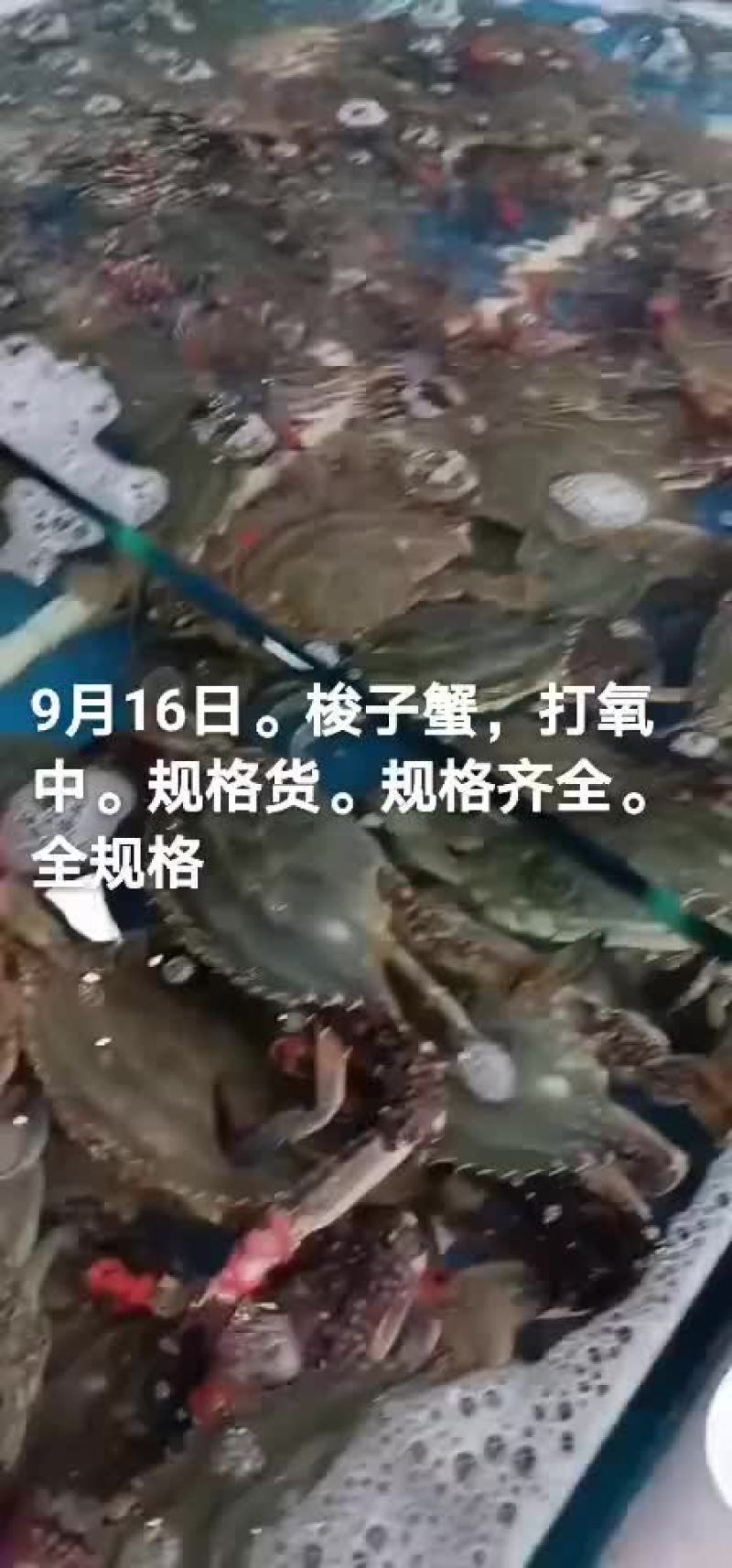 梭子蟹