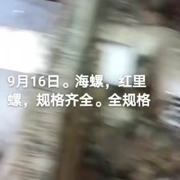 海螺
