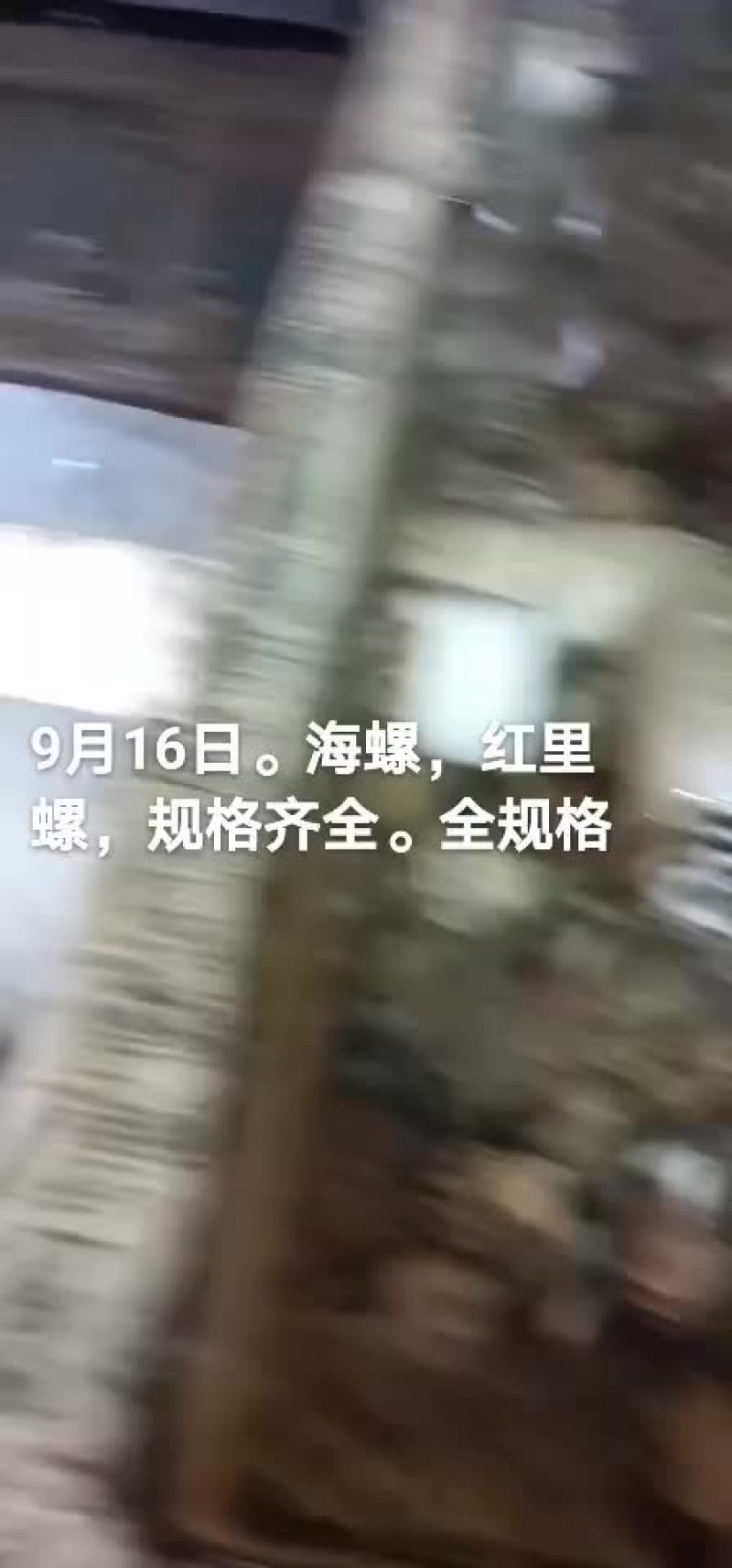海螺