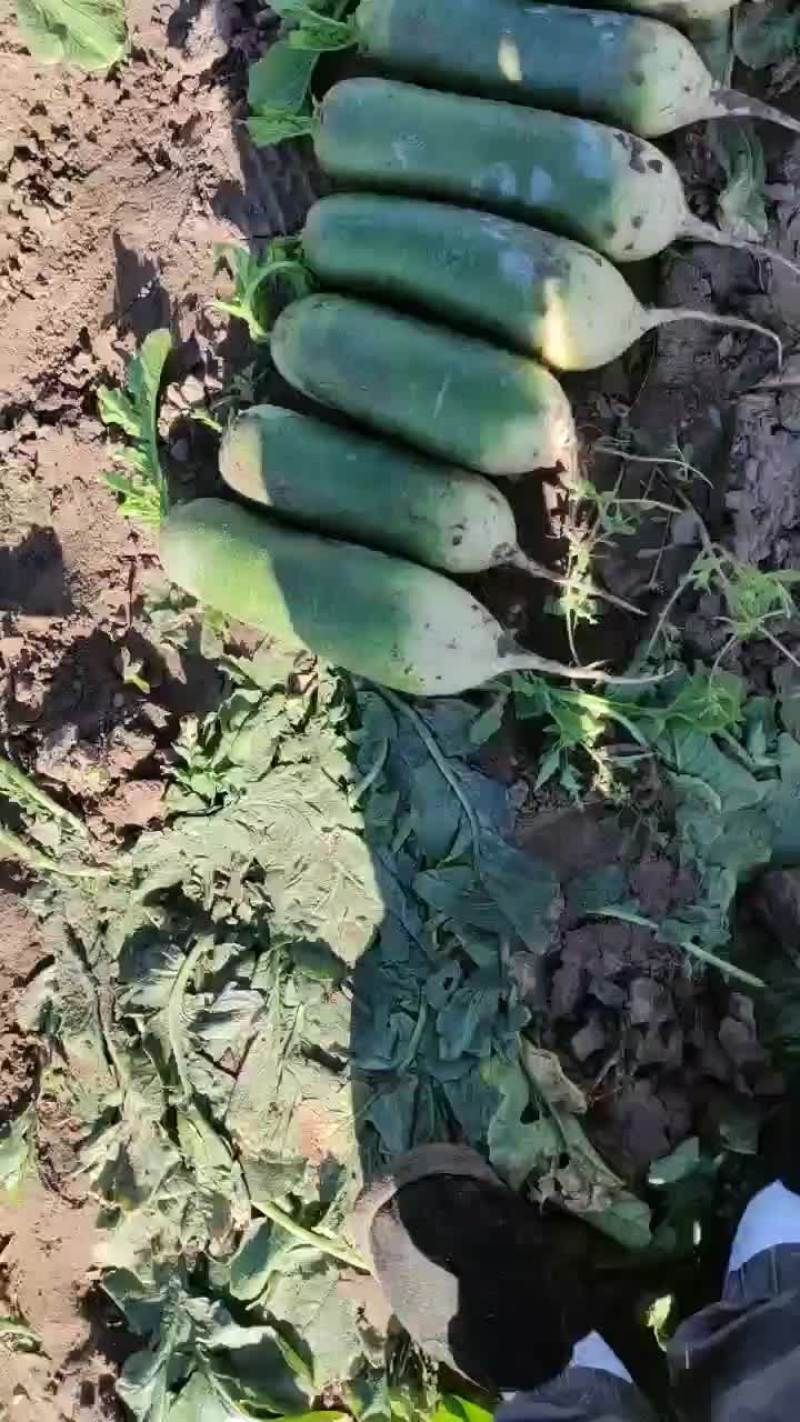 农安县精品水果萝卜