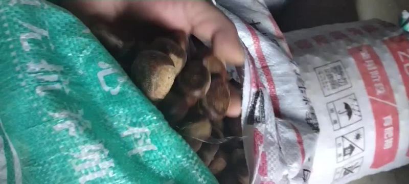 油栗