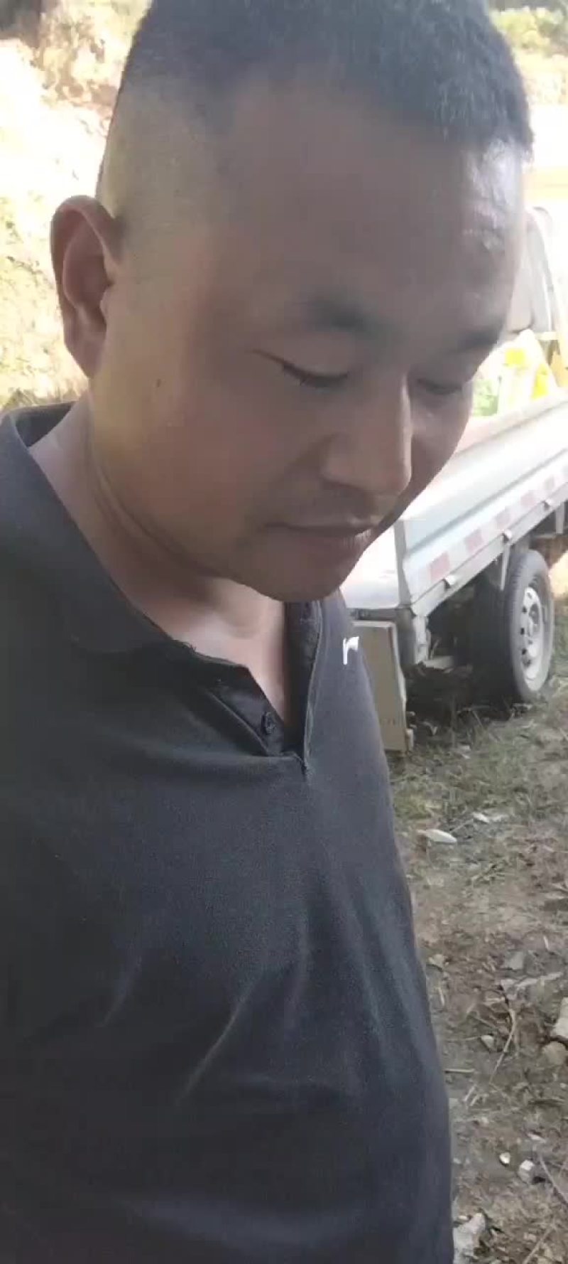 油栗