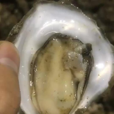 生蚝批发
