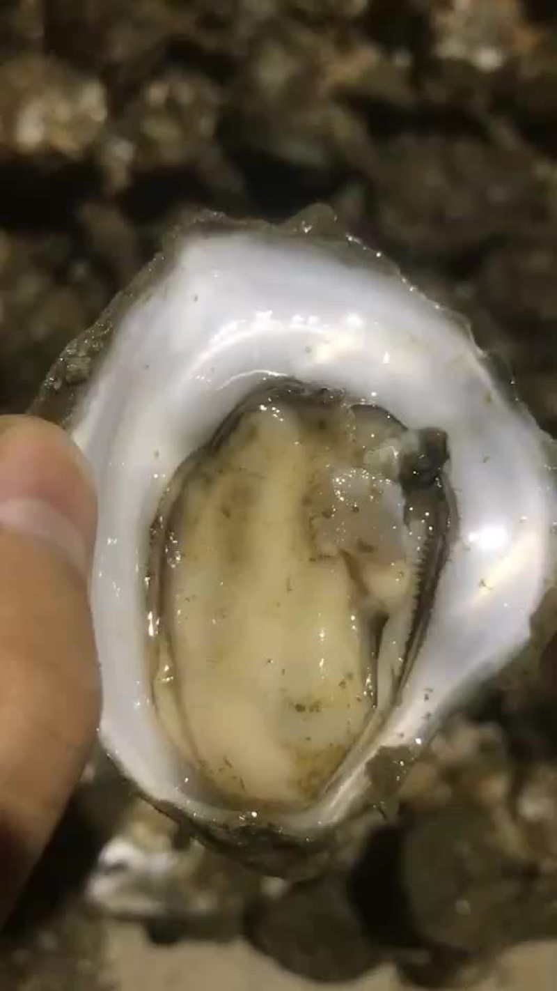 生蚝批发