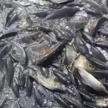 需要成品鱼赶紧联系我