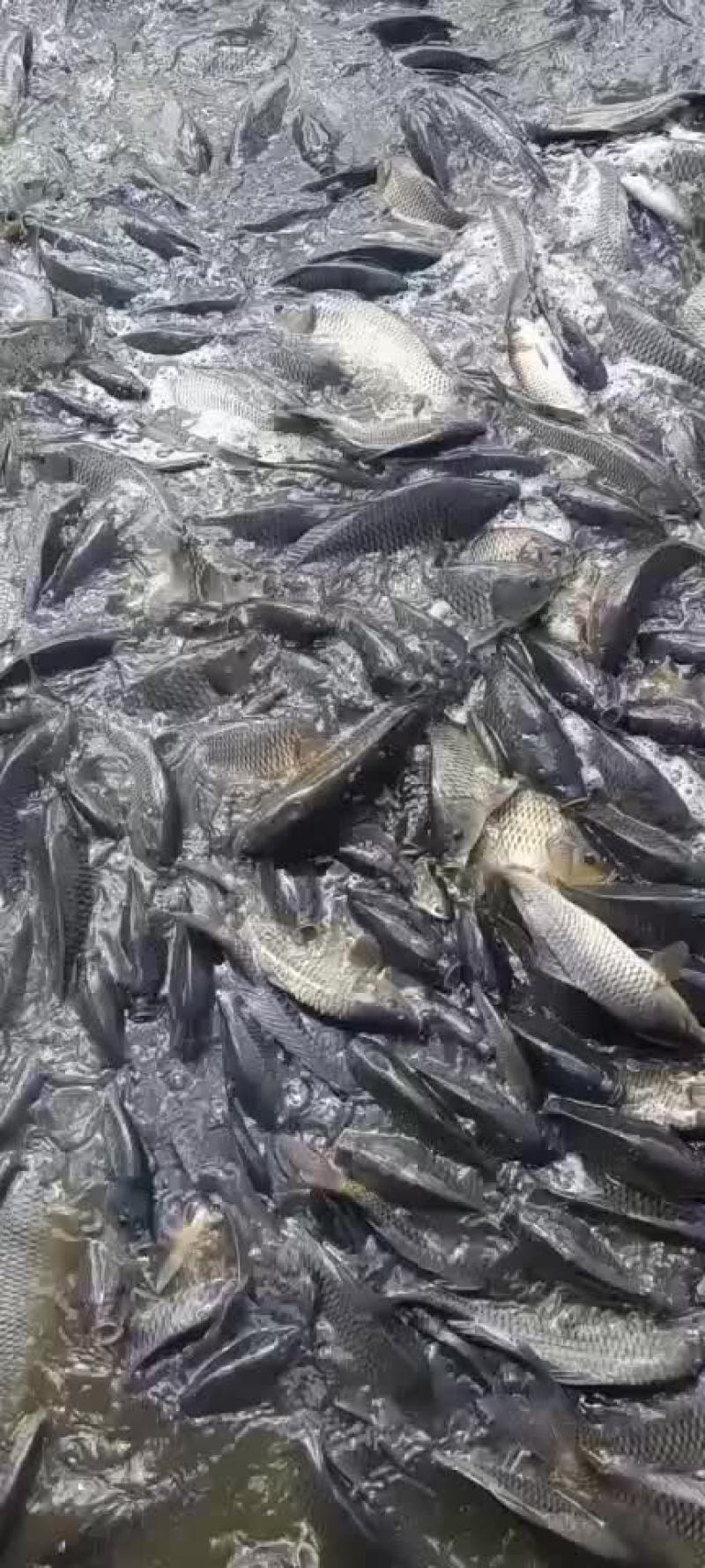 需要成品鱼赶紧联系我
