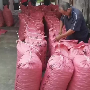 板栗