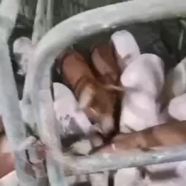 三元猪苗出售