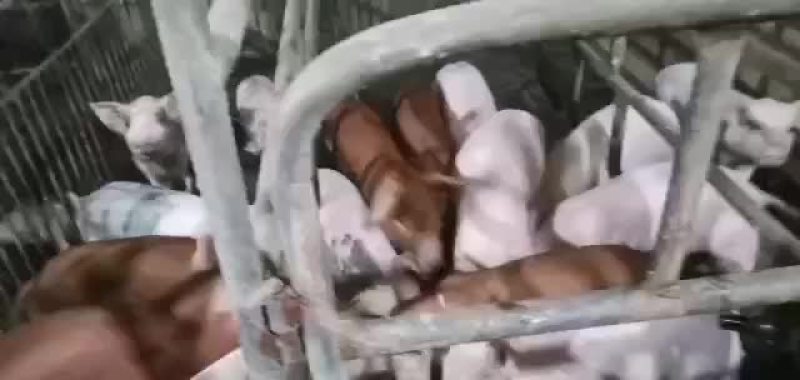 三元猪苗出售