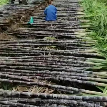 甘蔗