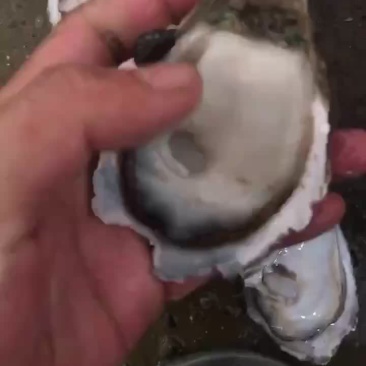 生蚝批发产地直销