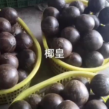 椰皇