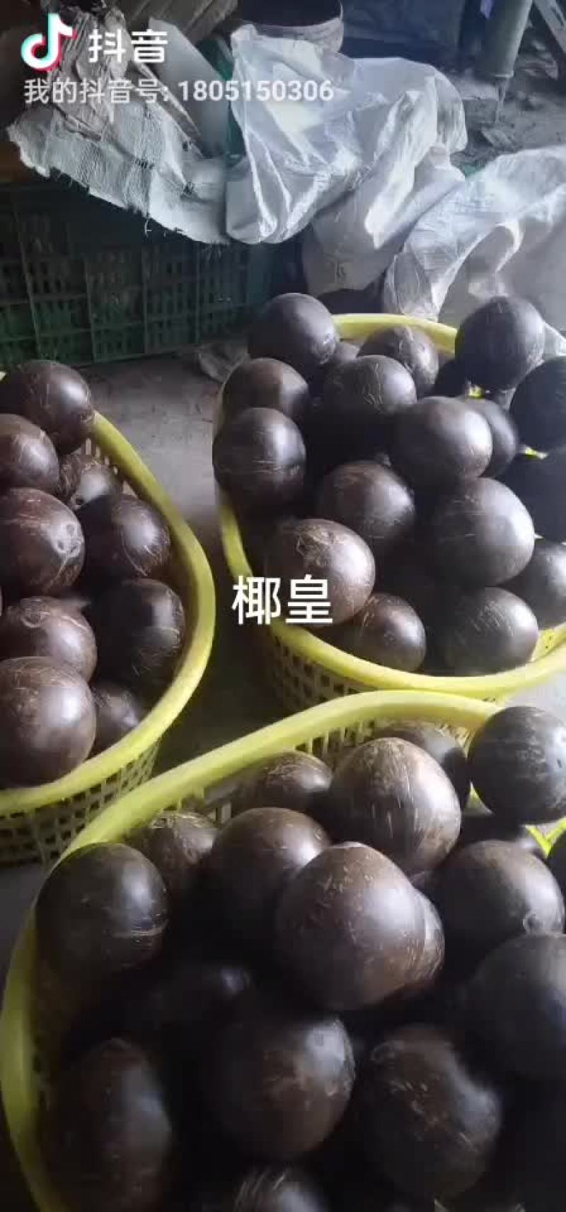 椰皇