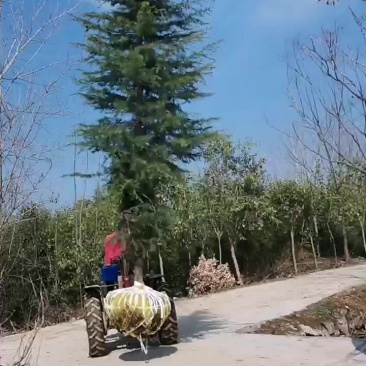 雪松