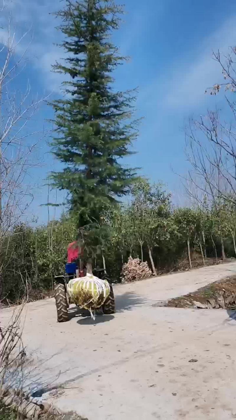 雪松