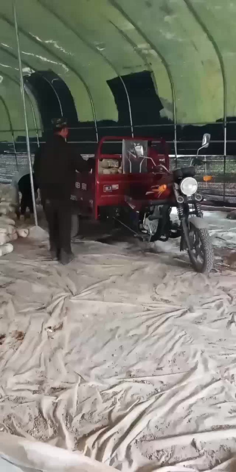出菇菌包