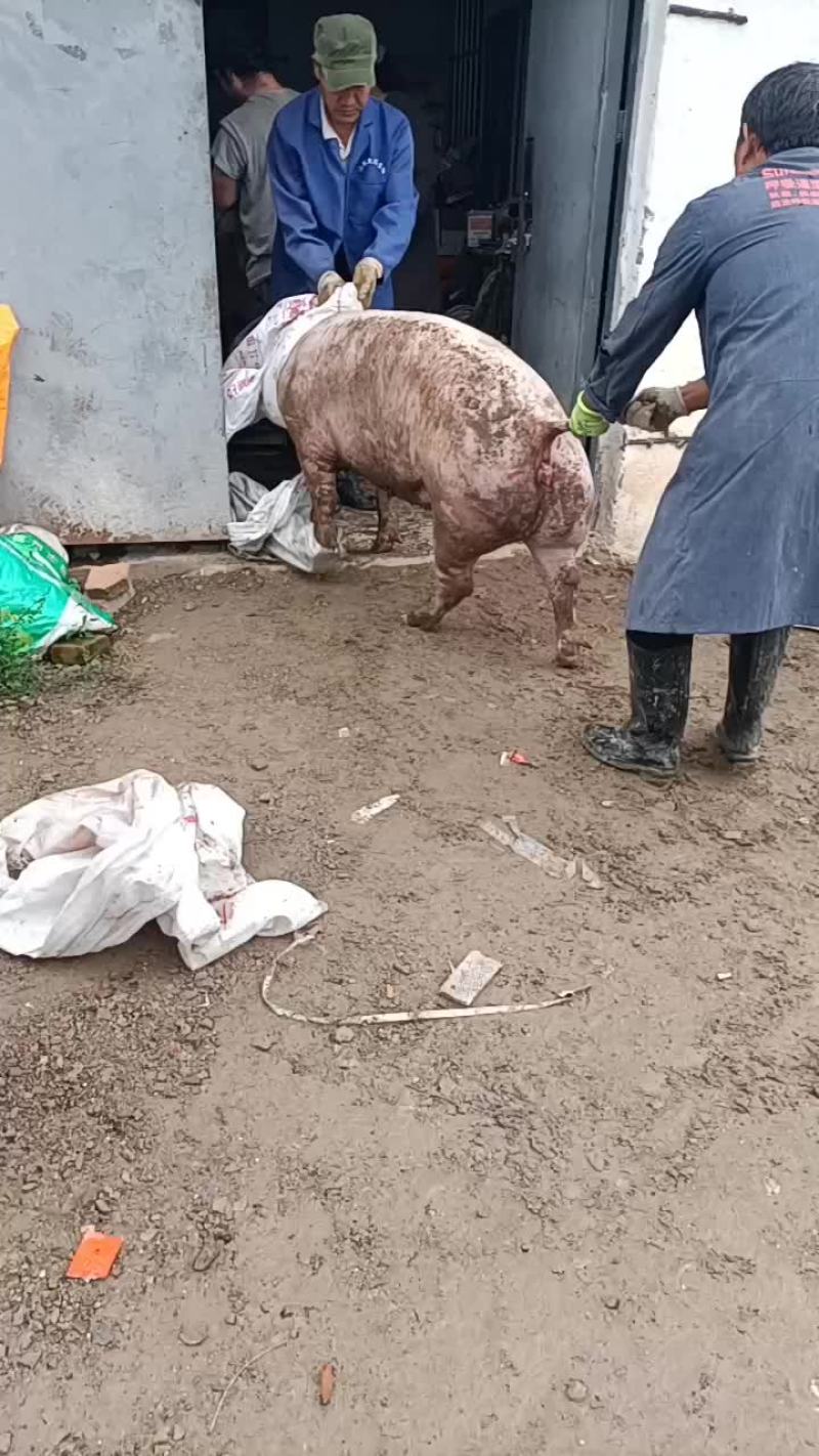 天水三元猪铠装