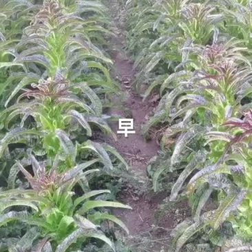 莴苣