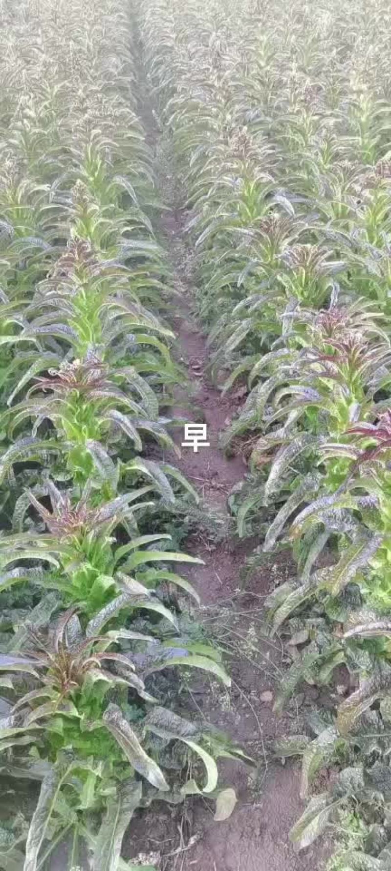 莴苣