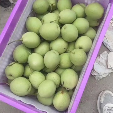 长把梨