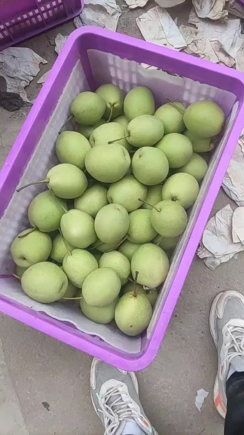 长把梨