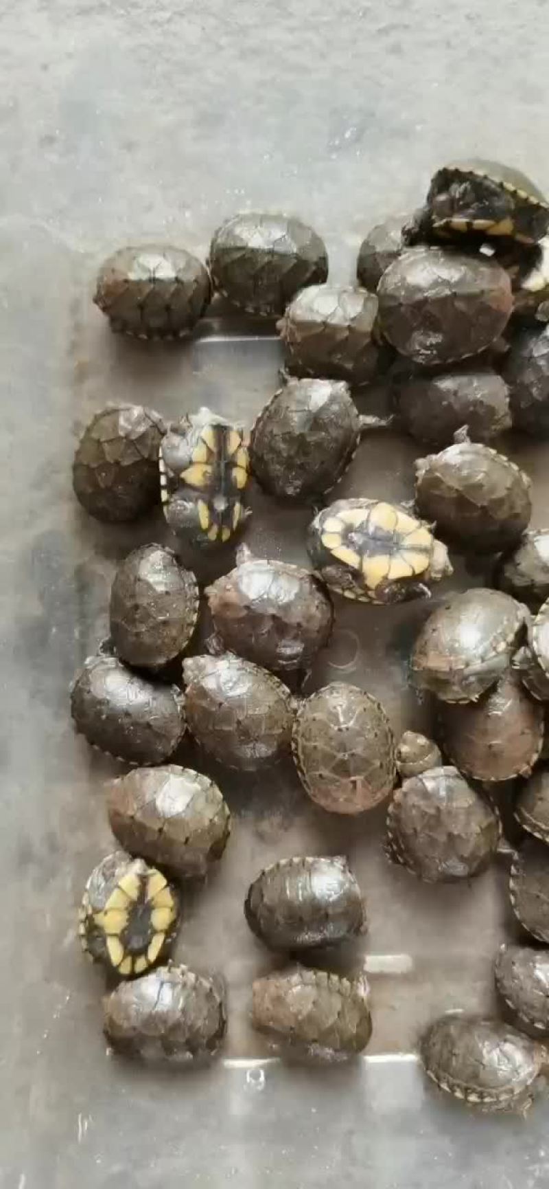 黄泽