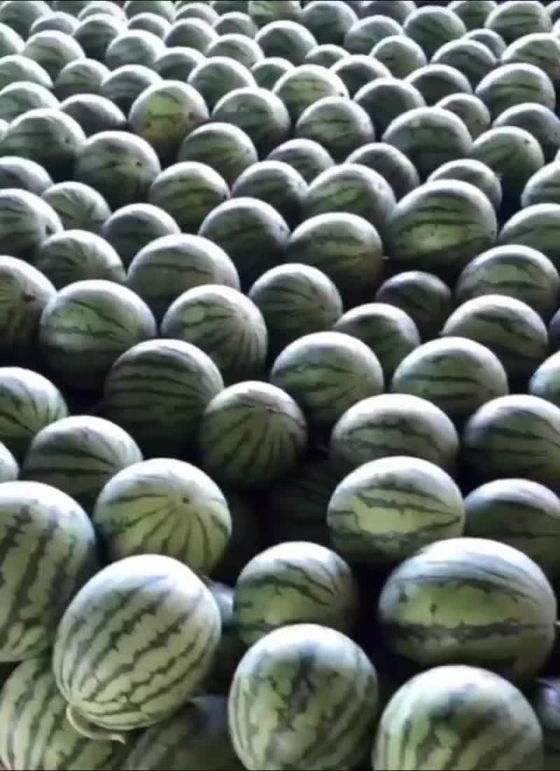 云南美嘟西瓜头茬大量供应皮薄瓢红包熟包甜货源充足