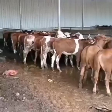 西门塔耳牛