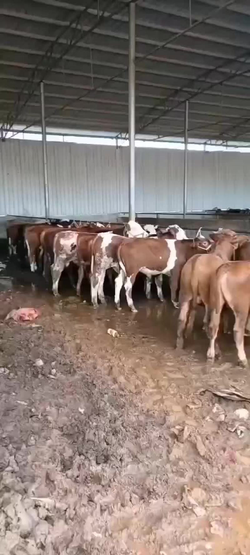 西门塔耳牛