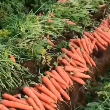 胡萝卜自产自销品质保证