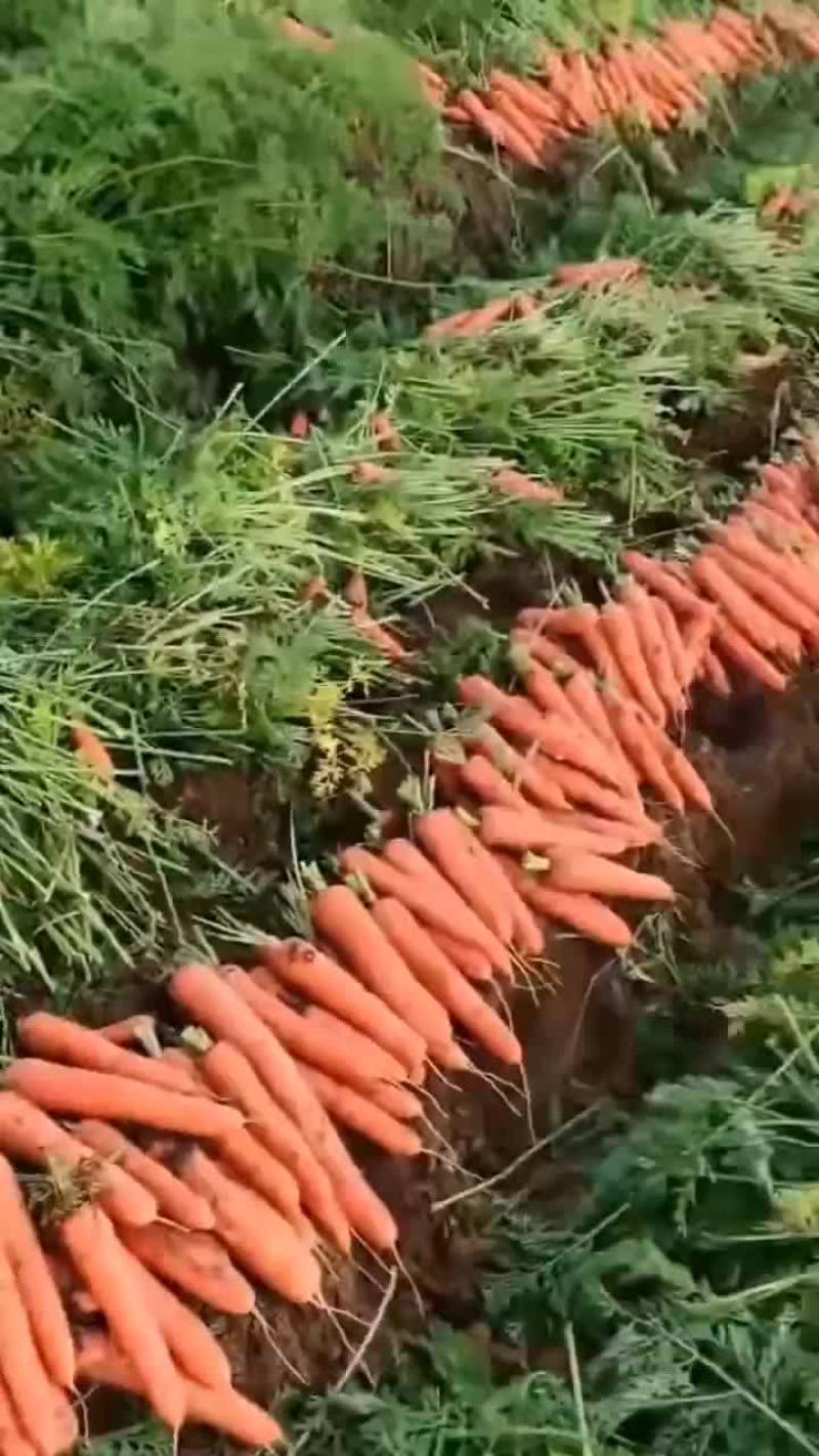 胡萝卜自产自销品质保证