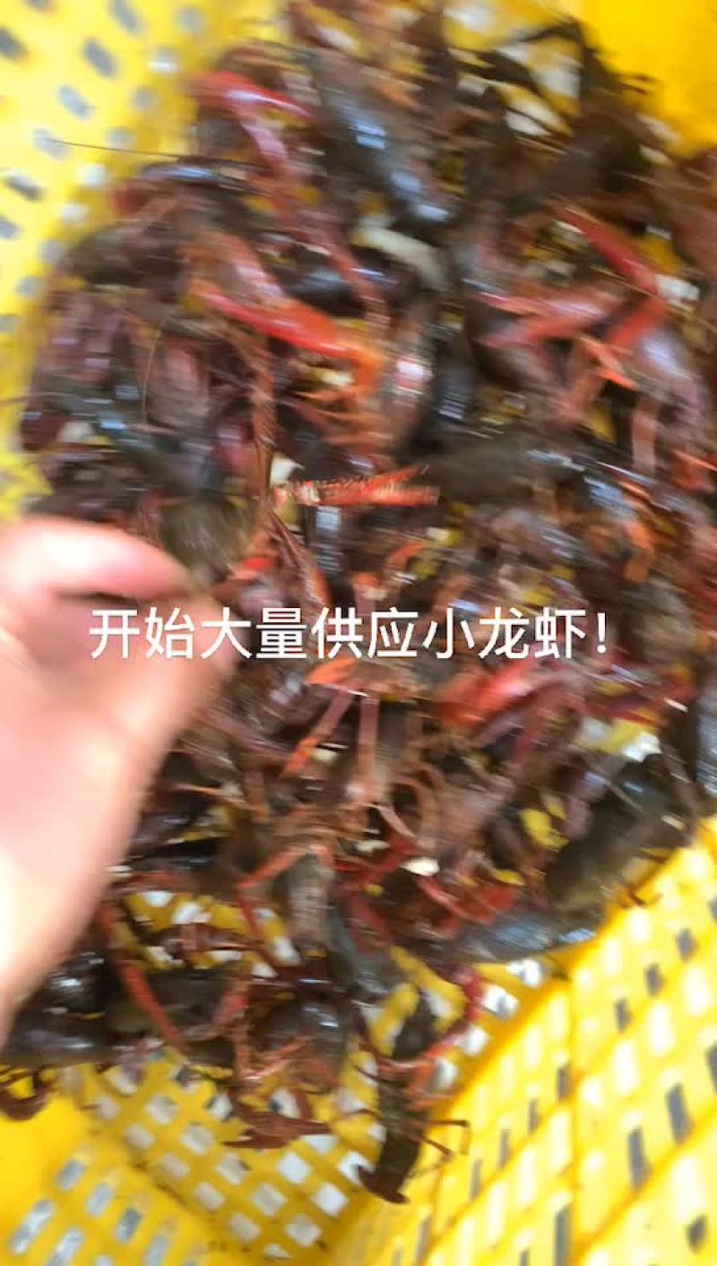 潜江小龙虾苗全国接单中⋯保质保量价格便