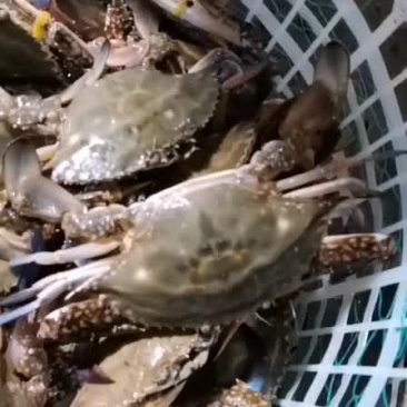 养殖蟹
