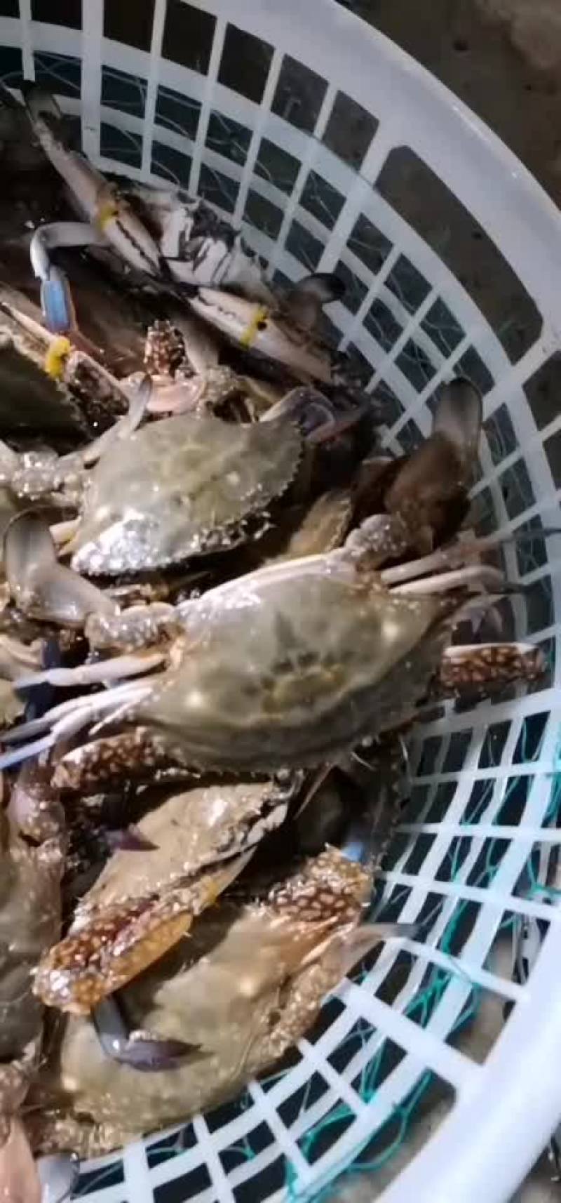 养殖蟹