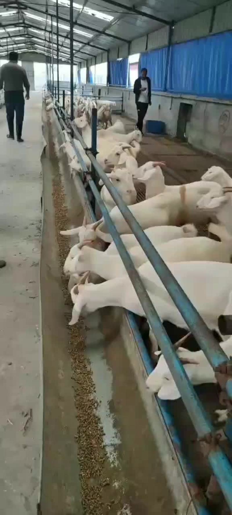 美国大白羊，繁殖率高，出肉率高，抗病能力强，适应性比较强
