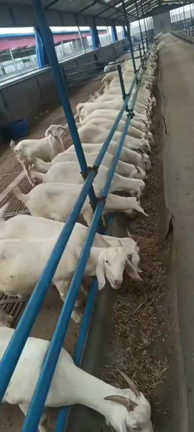 美国大白羊，繁殖率高，出肉率高，抗病能力强，适应性比较强