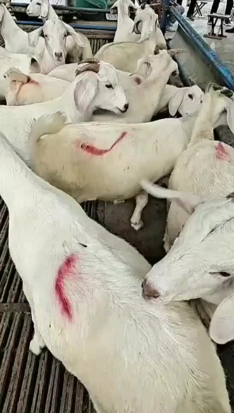 美国大白羊，繁殖率高，出肉率高，抗病能力强，适应性比较强