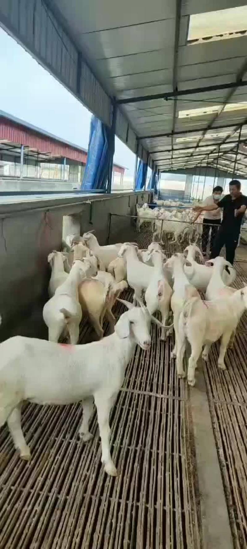 美国大白羊，繁殖率高，出肉率高，抗病能力强，适应性比较强