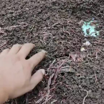 蚯蚓