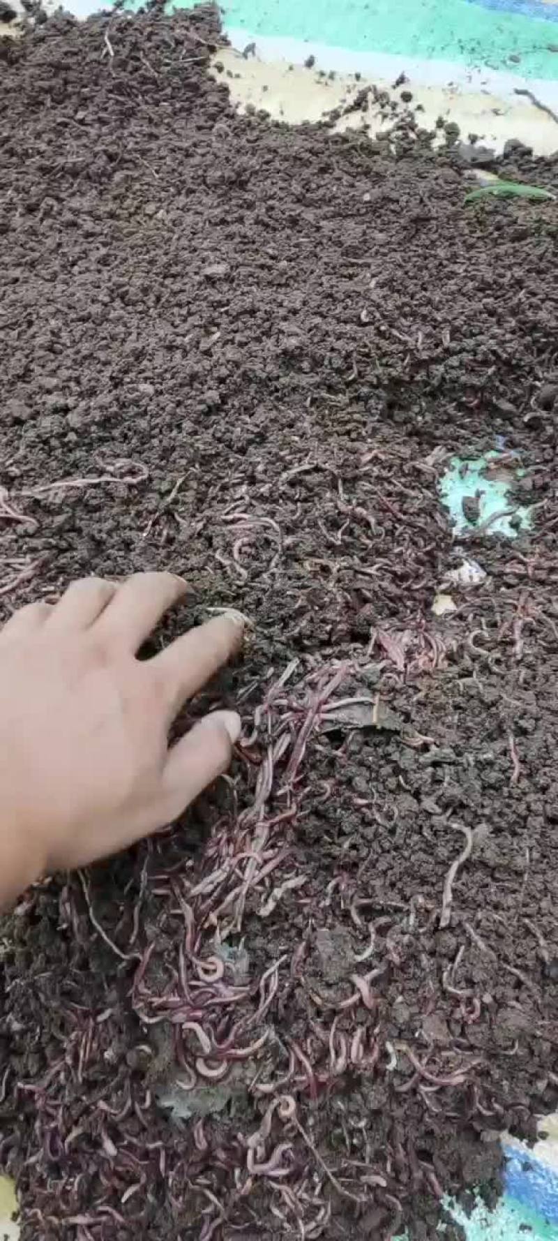 蚯蚓