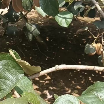 猕猴桃批发零售