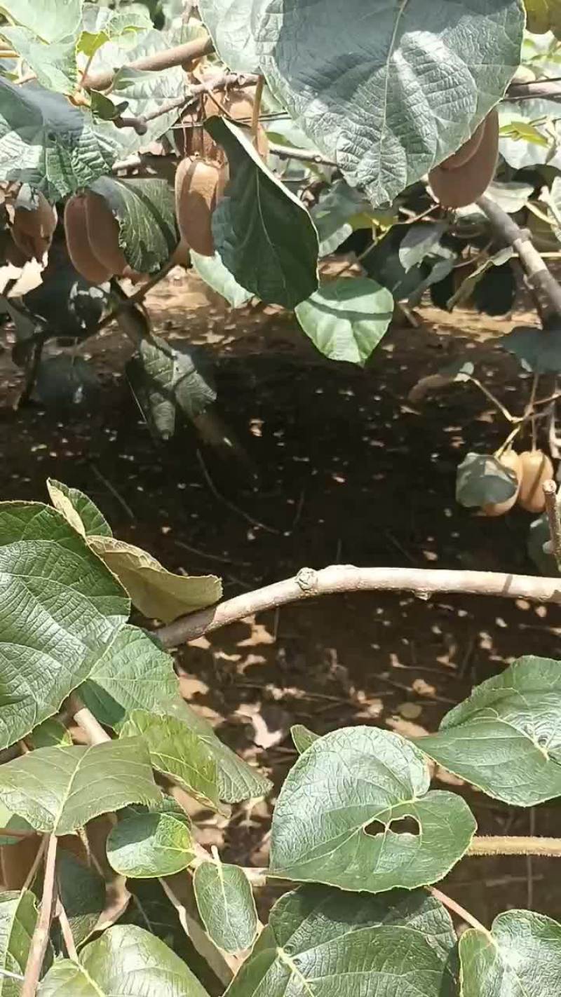 猕猴桃批发零售