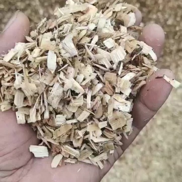 大球盖菇原料